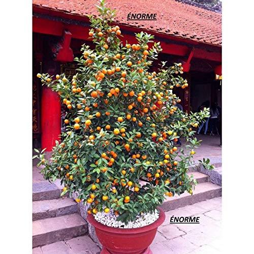 NORME NORME 200 PCS a Lot of Edible Shiny Pink Apricot Seeds Potted Garden Courtyard With Apricot Fruit Seeds