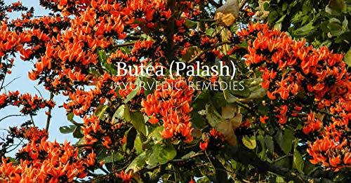 Generi TESU/PALASH/KESUDA/Butea monosperma/bastard teak/parrot tree Phool Powder-500GM