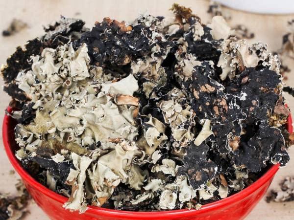 Namo Organics Namo Organics - Stone Flower Spices - 100 Gm - (Dagad Phool, Kalpasi, Patthar Ke Phool) for biryani