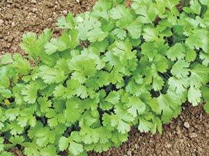 Seedscare Go Green Coriander Seeds,5 gm (2 Combo Pack)