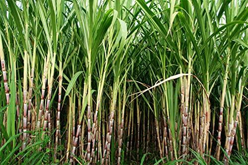 Awadh Desi Gur Gudd,Hand made Jaggery Cubes, Pure Natural, No Preservatives Added, Jaggery Cube, Gud Jaggery, Jaggery Organic Cubes Bellam Nattu Sakkarai 900g