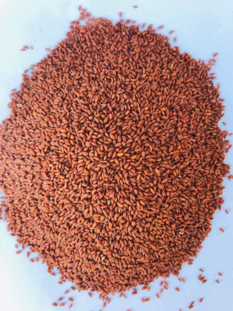 Dry Fruit Hub Dry Fruit Hub Halim Seeds 250gms, Halim Seeds Organic For Eating, Aliv Seeds, Aliv Seeds For Eating, Halim Seed, Garden Cress Seeds