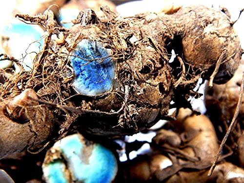 Generic SaiCraft Curcuma Caesia, Black Turmeric, Kali Haldi, Plant Rhizomes Bulbs to treat arthritis, asthma, and epilepsy/Original fresh kaali/Kali haldi/turmeric (9 pieces)