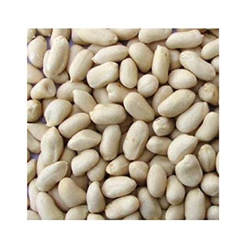 Avenn Avenn Jumbo Salted Peanuts | Gujrat Special Roasted Mungfali | Jumbo Groundnut Singdana Seed | Salted Sing with Husk | Fresh Grade A Bharuch Khari Sing Skin Removed (Peeled Skin, 600 GM)