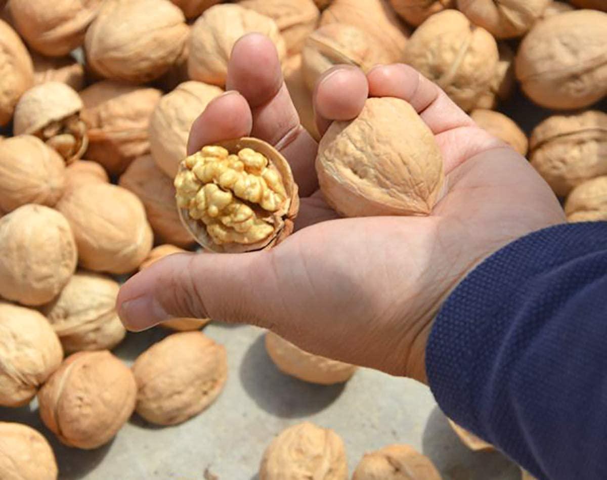 3P 3P Kashmiri Organic Natural InShell Walnuts With Shell Akhrot Dry Fruit | Whole Wallnut | Sabut Akhrot 100gm
