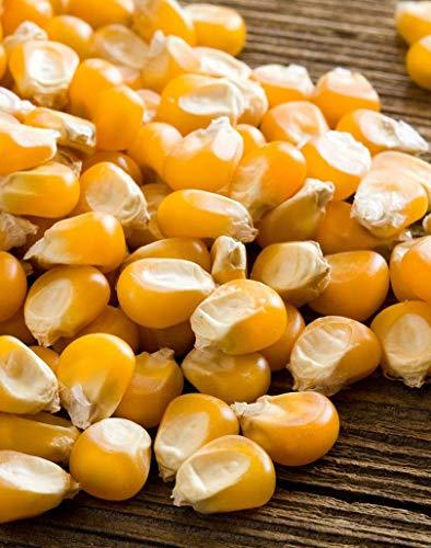 FreshoCartz FreshoCartzPopcorn Kernel Seeds | Makki Seeds | Makka Seeds | Corn Seeds | 100% Popping Kernels (Extra Soft Popcorn Makka | Makai ) (250gm)