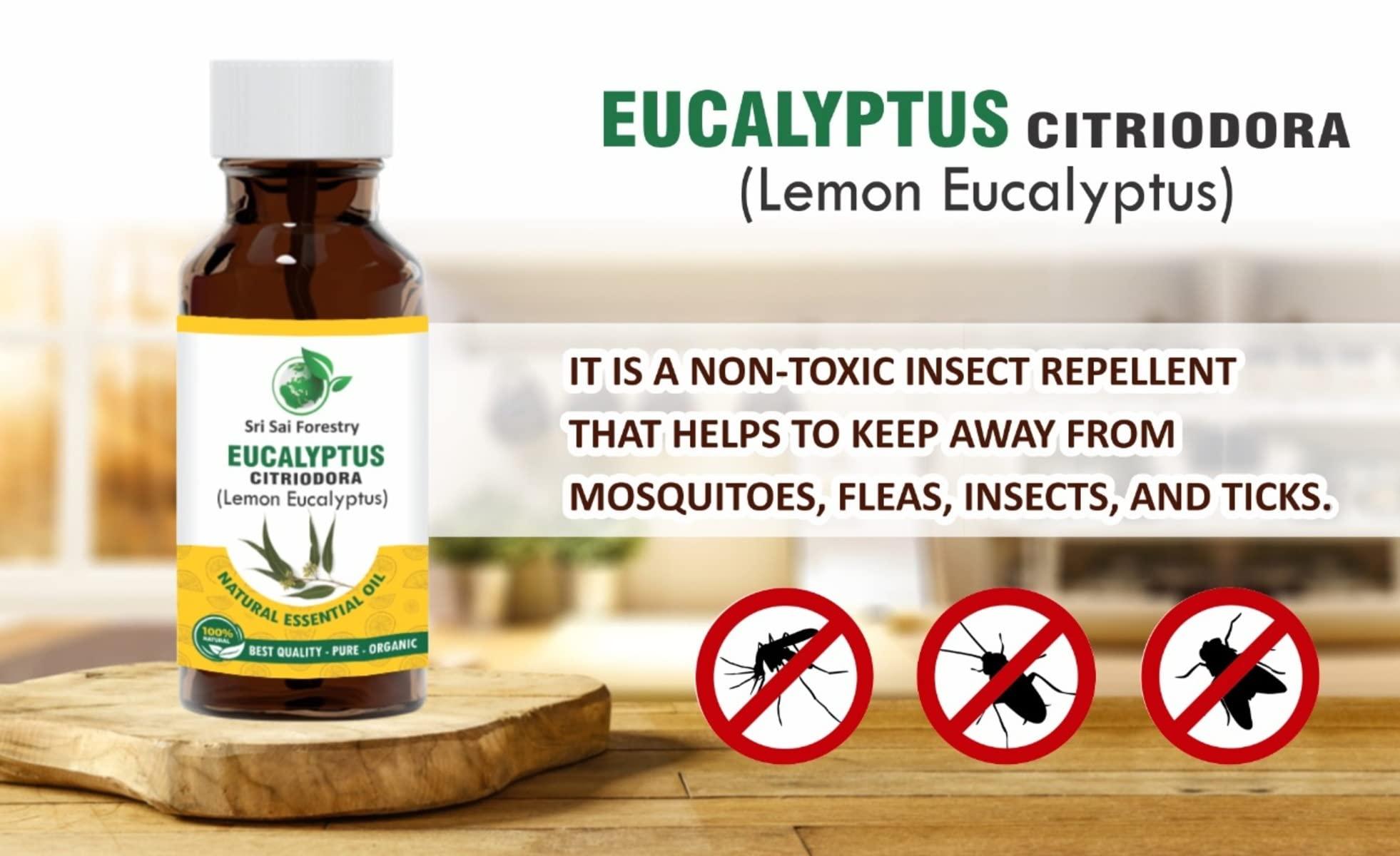 SRI SAI FORESTRY SRI SAI FORESTRY Eucalyptus Citriodora Oil (Lemon Eucalyptus) 50ml for Fresh, Citrusy Fragrance