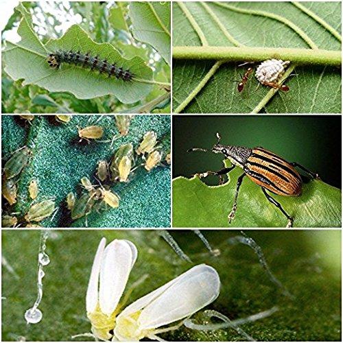 EG ELAMGREEN Elamgreen Organic Cold Pressed Neem Oil, 100 ml - Pack of 2