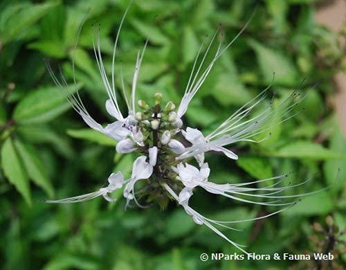 VS Products VS Products Poonai Meesai Powder, 450g, Cat Whiskers Plant, Orthosiphon Stamineus, Java Tea Leaf, Seeraga Tulsi Powder, (pack of 4 x 100g, pack of 1 x 50g)