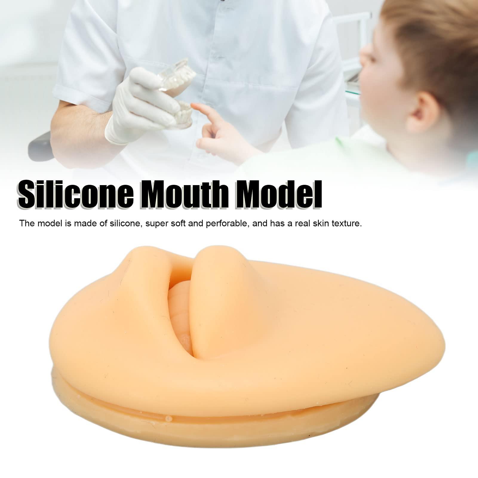 Generic Generic Fake Mouth Model, Lifelike Three Dimensional Teaching Tool Human Mouth Model Flexible for Body Part Display\'