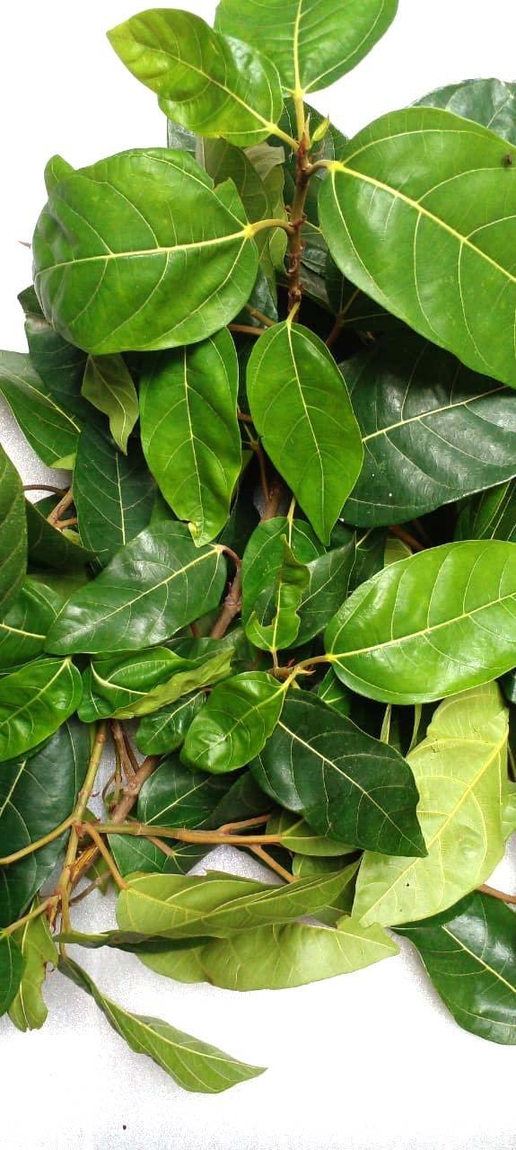 Generic Li6  Gular Dry Leaf Powder 100 Grams - Cluster Fig Guler Dried Tender Leaves Powdar