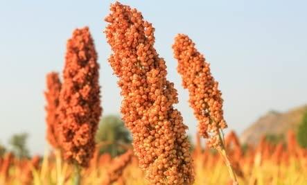 G7 GRAINS RED SORGHUM FLOUR (10 KG) for eating and cooking | lal juvar atta | Produce of India from Organic Farms | BY G7 GRAINS