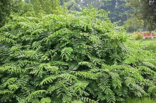 Verdor Verdor Sagargota(Pack of 50 Seed), Karanjwa, Fever Nut, Nikar Bean,Caesalpinia Bonducella, Katkaranj,Lata Karanaj Letaguti Gajaa Seed