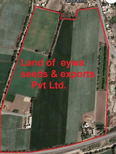 Eywa Seeds & Exports Pvt Ltd BLACK WHEAT GRAINS (15 KG) for eating and cooking | kale gehu daane | Produce of India from Organic Farms | BY EYWA