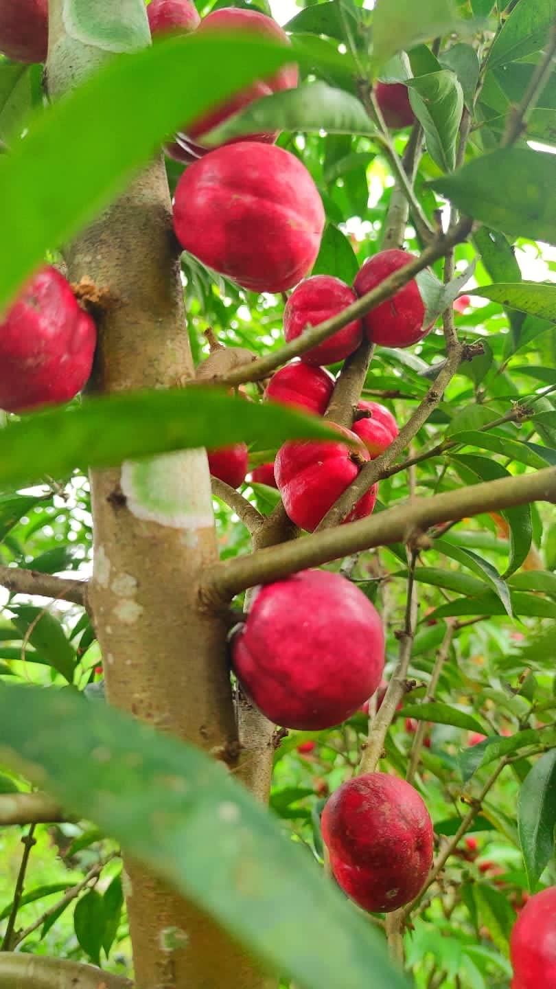 Nettikkadan's Nettikkadan\'s Mahkota Dewa/Dried Fruit/God\'s Crown With Mahkota Dewa Dry Fruit Seed Free - 100 Gm