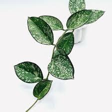 NavaFresh Basics THE PLANT PARADISE HOYA PATCHARAWALAI SPLASH