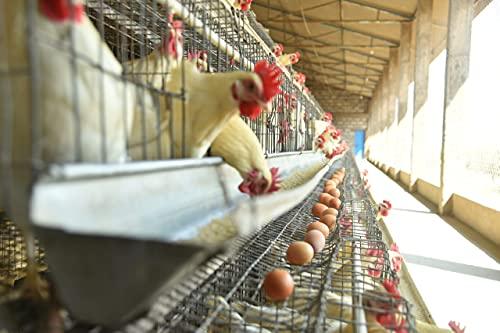 Vegiorganic NTM Natural Healthy Eggs Without Antibiotics Pack of 6 X 3 Pack Eggs (18 Eggs)