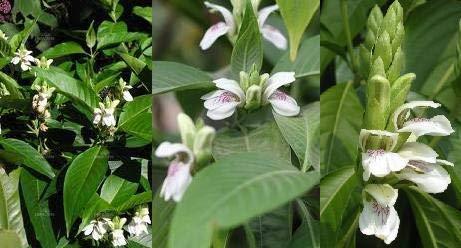 neotea Adathoda Powder Adathoda Vasica Adathodai Adusa Adalodakam Leaves Herbal 300 GM