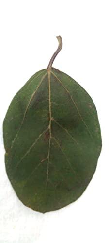 Generic Li6 Fresh Pure Organic Lasura Leaves 250 Gm - Nisodha Ka Patta - Lasode, Lasoda, Lasora Gunda Leaf
