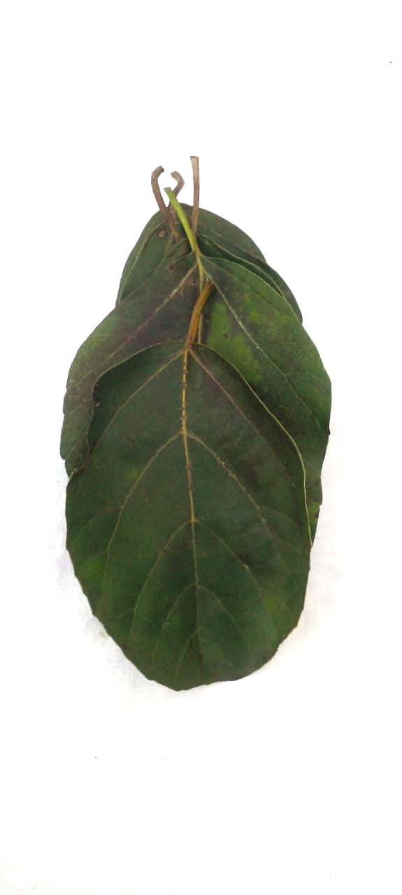 Generic Li6 Fresh Pure Organic Lasura Leaves 250 Gm - Nisodha Ka Patta - Lasode, Lasoda, Lasora Gunda Leaf