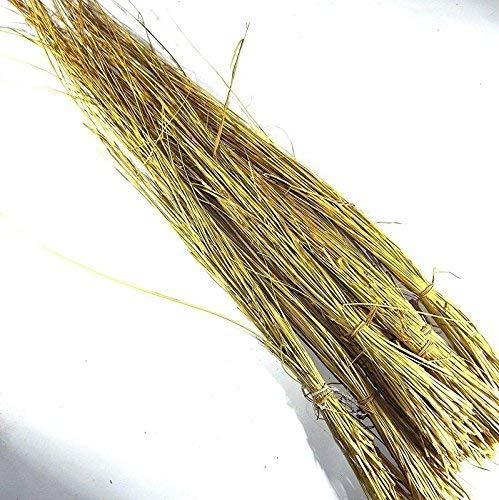 Awadh AWADH- Dry Natural Kusha Grass Bundles For Pooja And Purification Aid (Pack of 2 Bundels), Darbha Grass or Kusha Grass for puja Havan, Dharbha pul/Halfa Grass/Kusha Grass for Pooja Karma