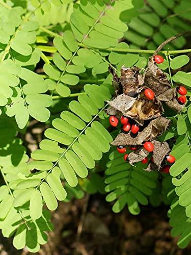 OhhSome OhhSome Red Gaungchi Seeds (Pack Of 250 Pcs) Original Lal Rakt Gunja/Chirmi Pcs/Abrus Precatorius/Gamanchi Gulaganji/For Puja