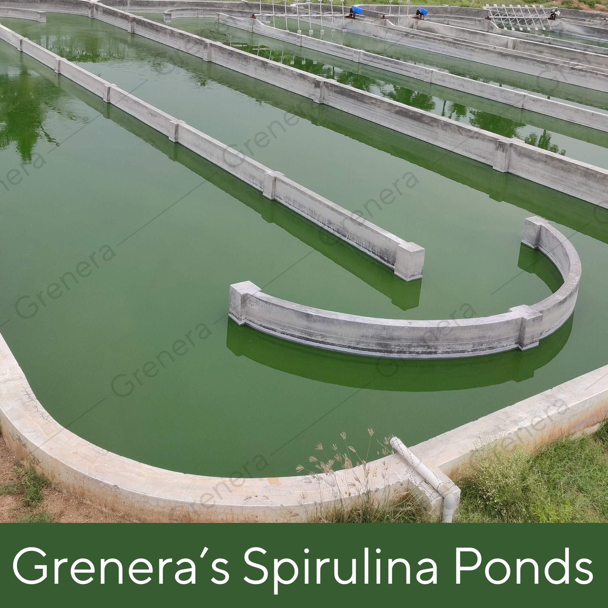 GRENERA Grenera Spirulina Powder, Rich in Protein, Vitamins, Minerals, Gluten Free, Vegan, Non GMO, 100 grams