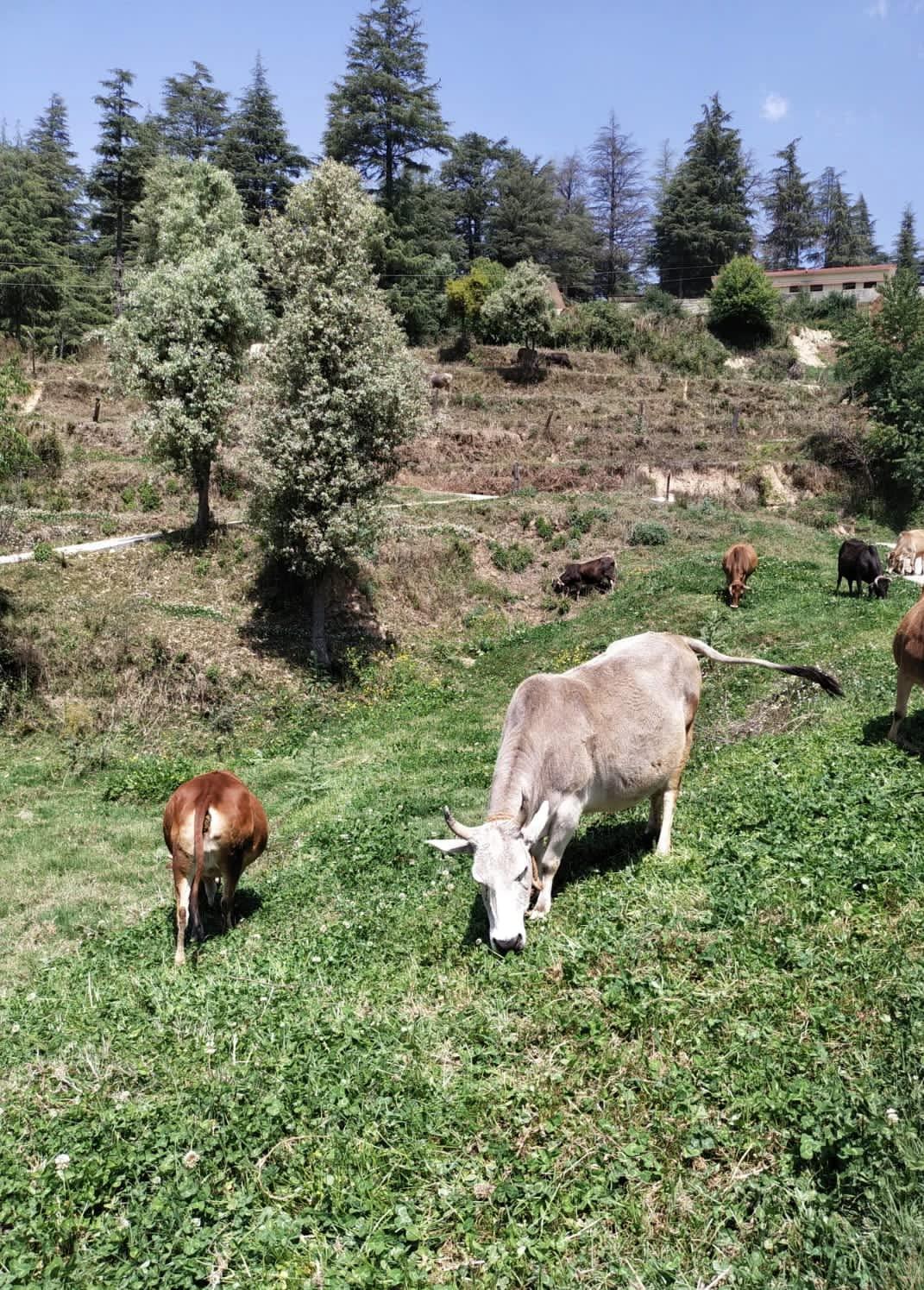 Hetha Hetha Organics Himalayan Pahadi/Badri Desi Cow Bilona A2 Cultured Ghee Made In Brass Utensil (Peetal Kadhai) Single Origin - 500Ml