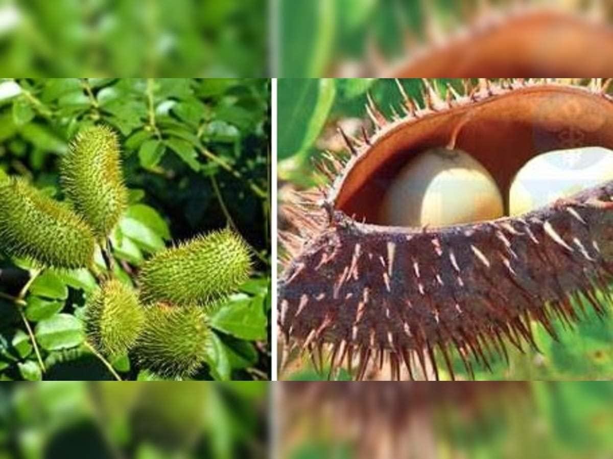 Generic Kalarchikai | Gajga | Fever Nut | Caesalpinia Bonducella | (50 g) - Dhanvant Herbal Shop