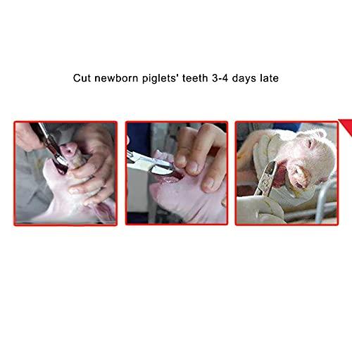 Jaerb Pig Teeth Cutter, Simple Pig Tooth Nipper Practical for Rabbits for Cut Teeth for Piglets for Cutting Off Deciduous Teeth