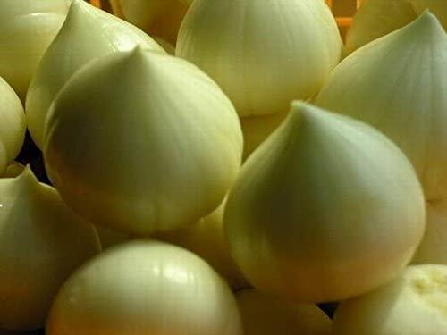 R R AGRO FOODS R R AGRO FOODS Single Clove Garlic 500 Gm (Single Piece Garlic/Fresh Garlic/One Kuli Lehsun/Ek Pothi Lahsun/Garlic) Pack Of 1