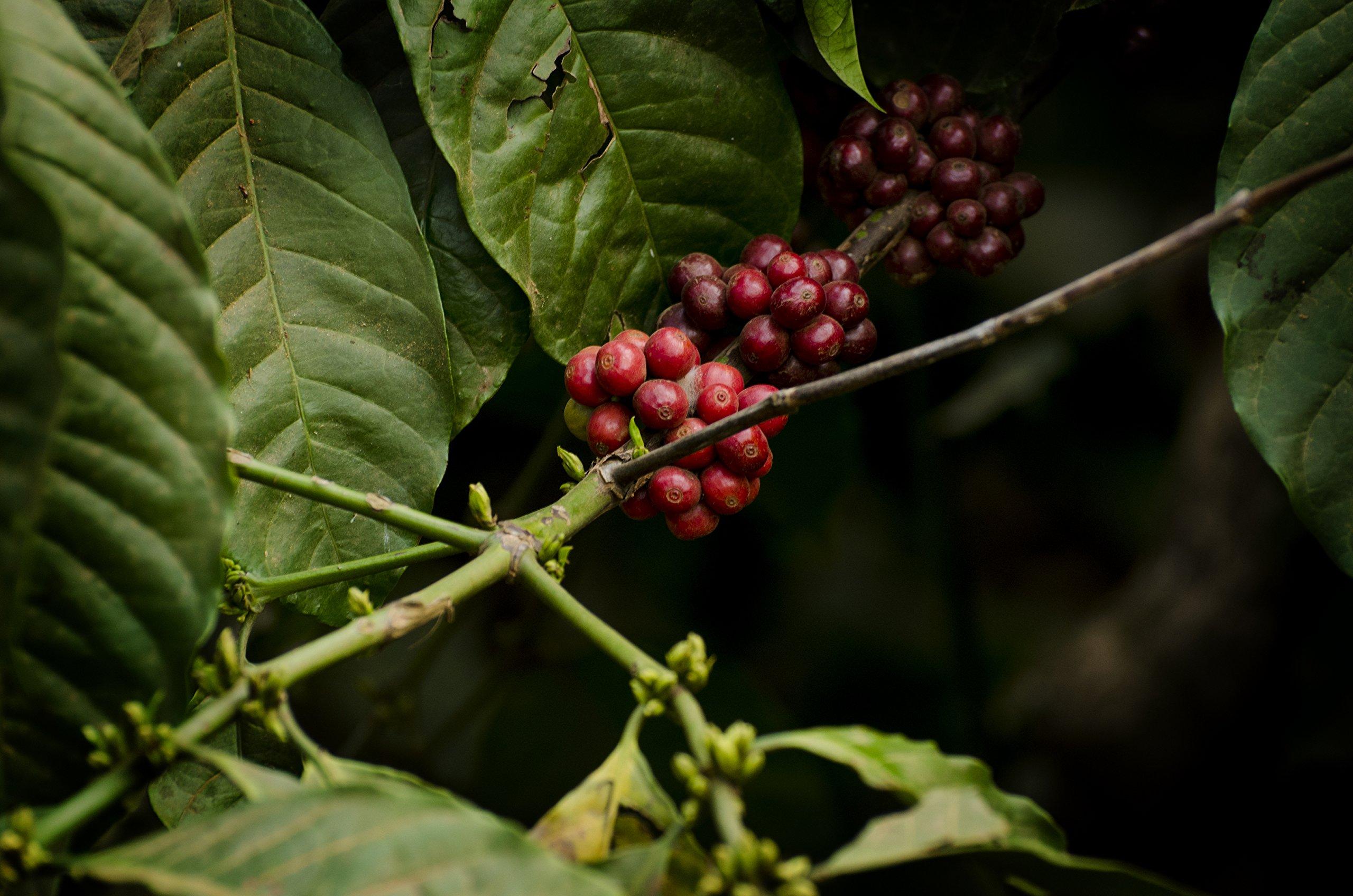 Seven Beans Coffee Company Seven Beans Coffee Company's "Eka" Medium-Dark Roast|Single Origin|Gourmet Indian Coffee - 250 g (AeroPress Grind)