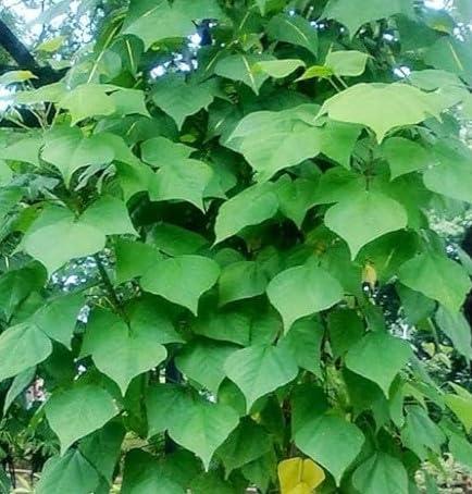 3V PRODUCTS 3V PRODUCTS Kalyana Murungai Powder 1Kg | Pangara | Erythrina Variegata | Coral Tree Leaf for Health Benefits