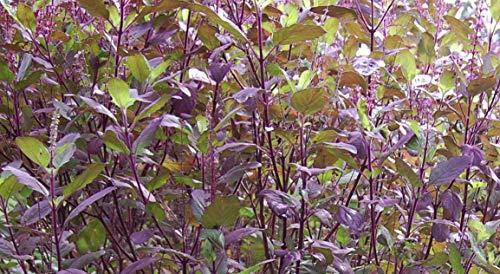 A D FOOD AND HERBS A D Food & Herbs Organic Dried Krishna Or Shyam Tulsi Leaves/Ocimum Tenuiflorum/Holi Basil Leaves (150 Gms)