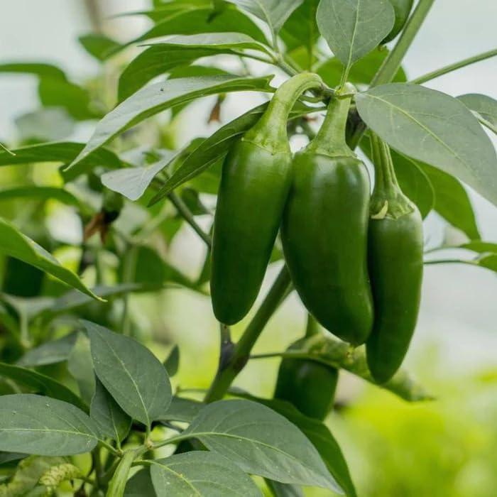 Generic Kanthari Chilli (Bird Eye Chilli, Kanthari Mulaku) Green, Red Pack of 240 Seeds