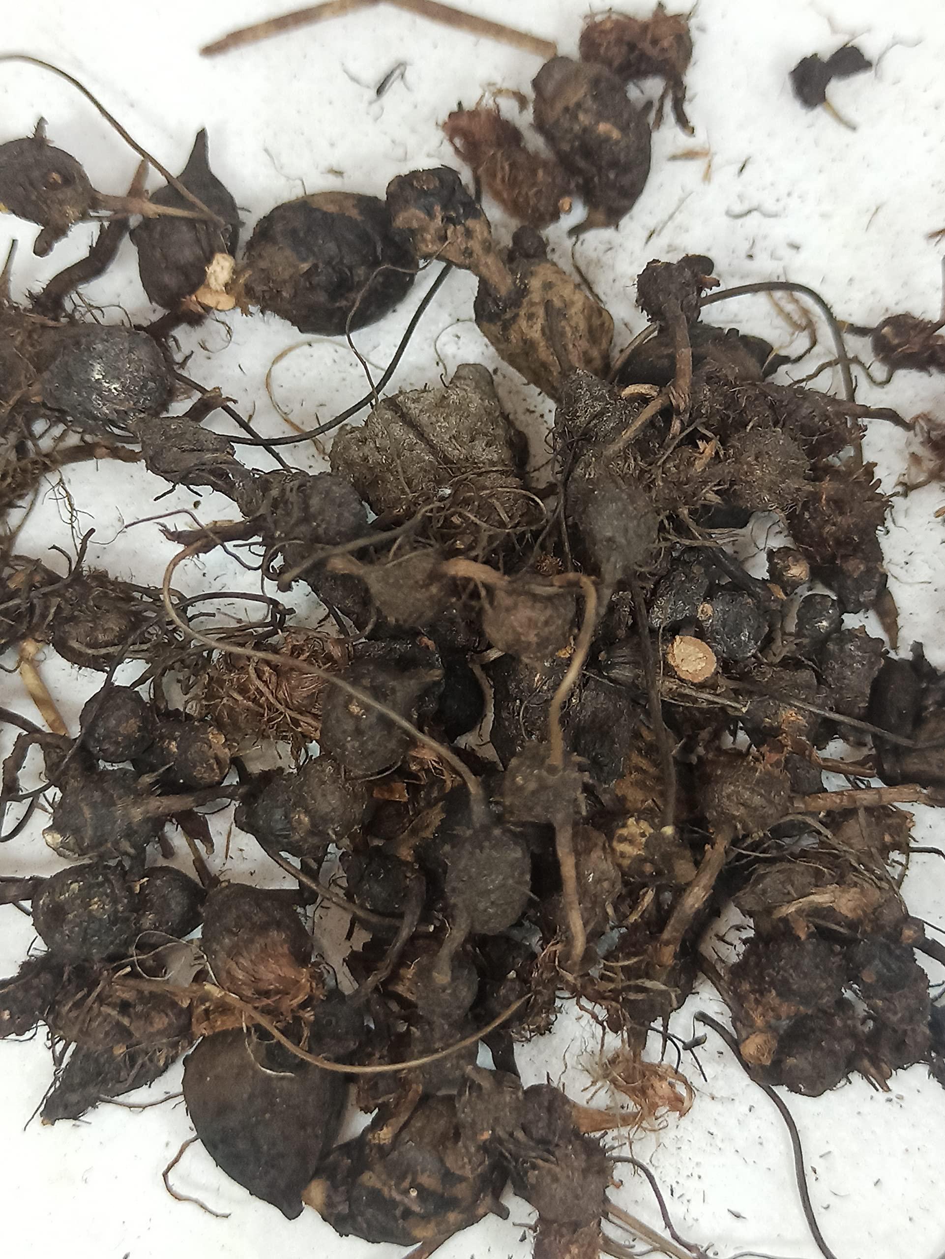 Generic NATURALIFE\'S-*KOORAIKILANGU*-NAGARMOTHA/KORAI KIZHANGU | CYPERUS ROTUNDUS | MUSTA HERB