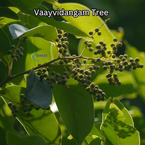 YAMKAY Yamkay Herbal Vaayvidangam | Vidanga | Vaviding Baividang | Embelica Ribes Powder | (500 GM)