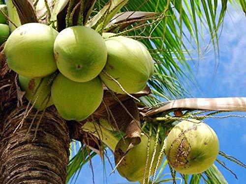 neotea Neotea Organic Coconut Jaggery Pure Natural Zero Chemical Immunity Booster 500 Gm