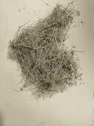 Generic / Parpadagam/Mollugo cerviana/Taph jhad/Grismachatraka -100g - Dhanvanth Herbal Shop