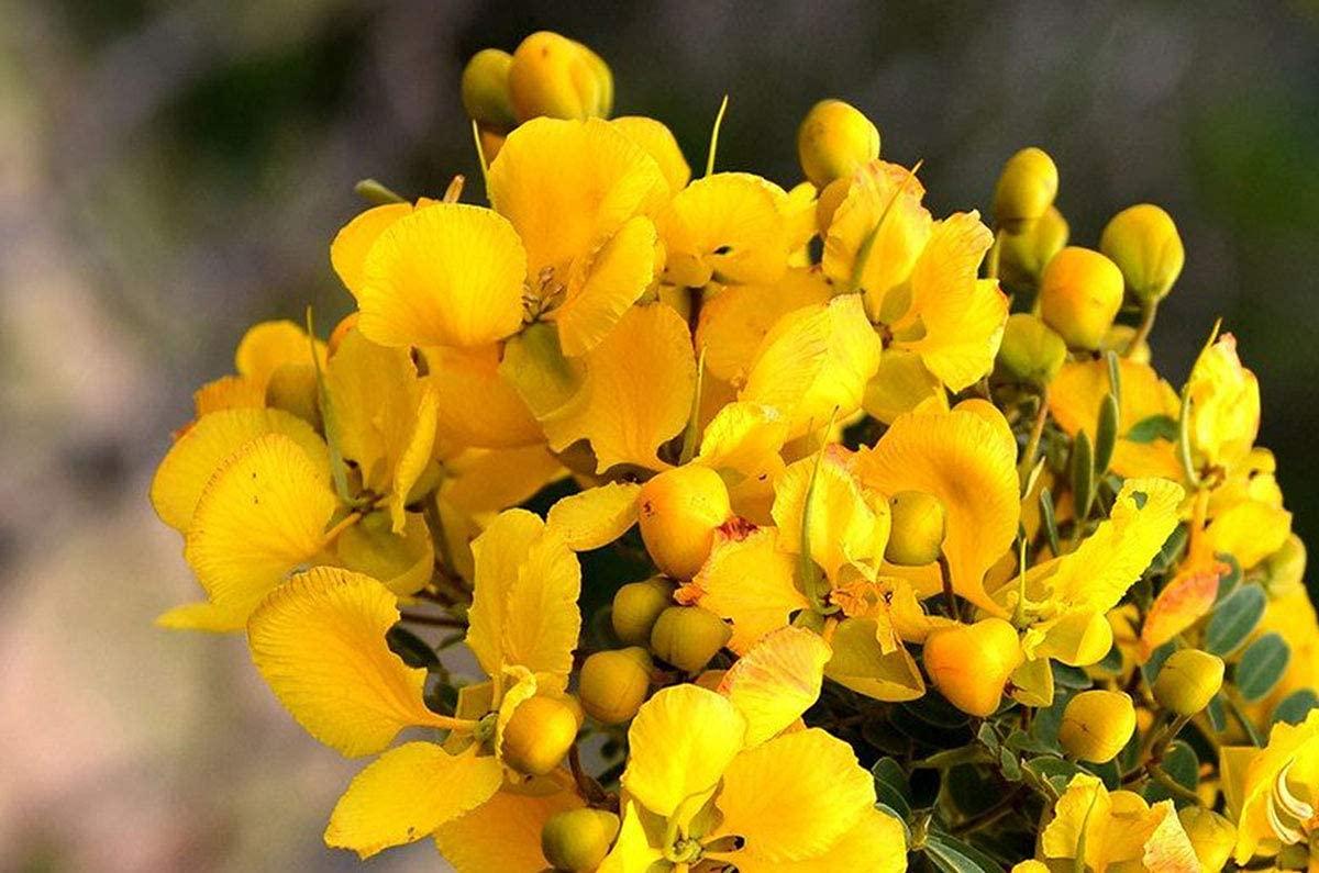 VS Products VS Products Avarampoo Powder, 150g,Tangedu Flower, Tarwar, Avaram senna, Senna auriculata, For Skin, and Hair care, 150g