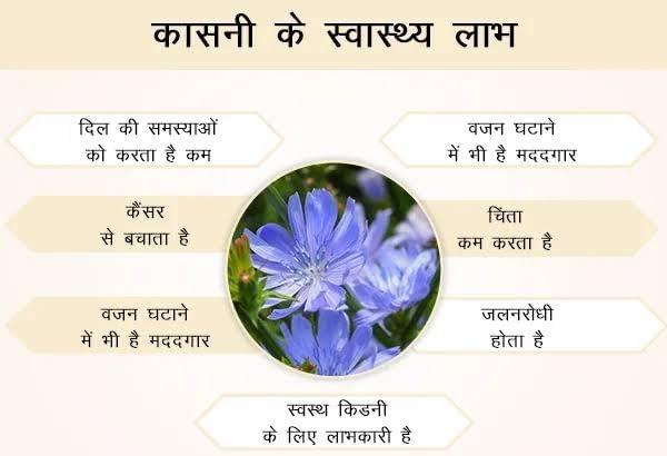 Ayurvedic Zone AYURVEDIC ZONE Kasni Seeds - Kasani Beej -Cichorium Intybus - Endive - Chicory - (200 gm)