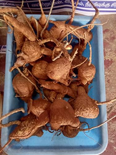 Generic 1pc Agasa Garudan Kizhangu/      / Akasgaddah/Redfruit Creeper - Below 500gm