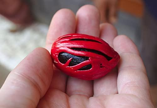 Issas Delight Naturals Issas Delight Naturals| Mace | Mace Spice | Javitri Flower | Javitri Whole | Javitri Flower Whole | Japatri | Big Size Mace Flower | 100% Natural Mace Flower | Cultivated at Kerala (100g) (500)