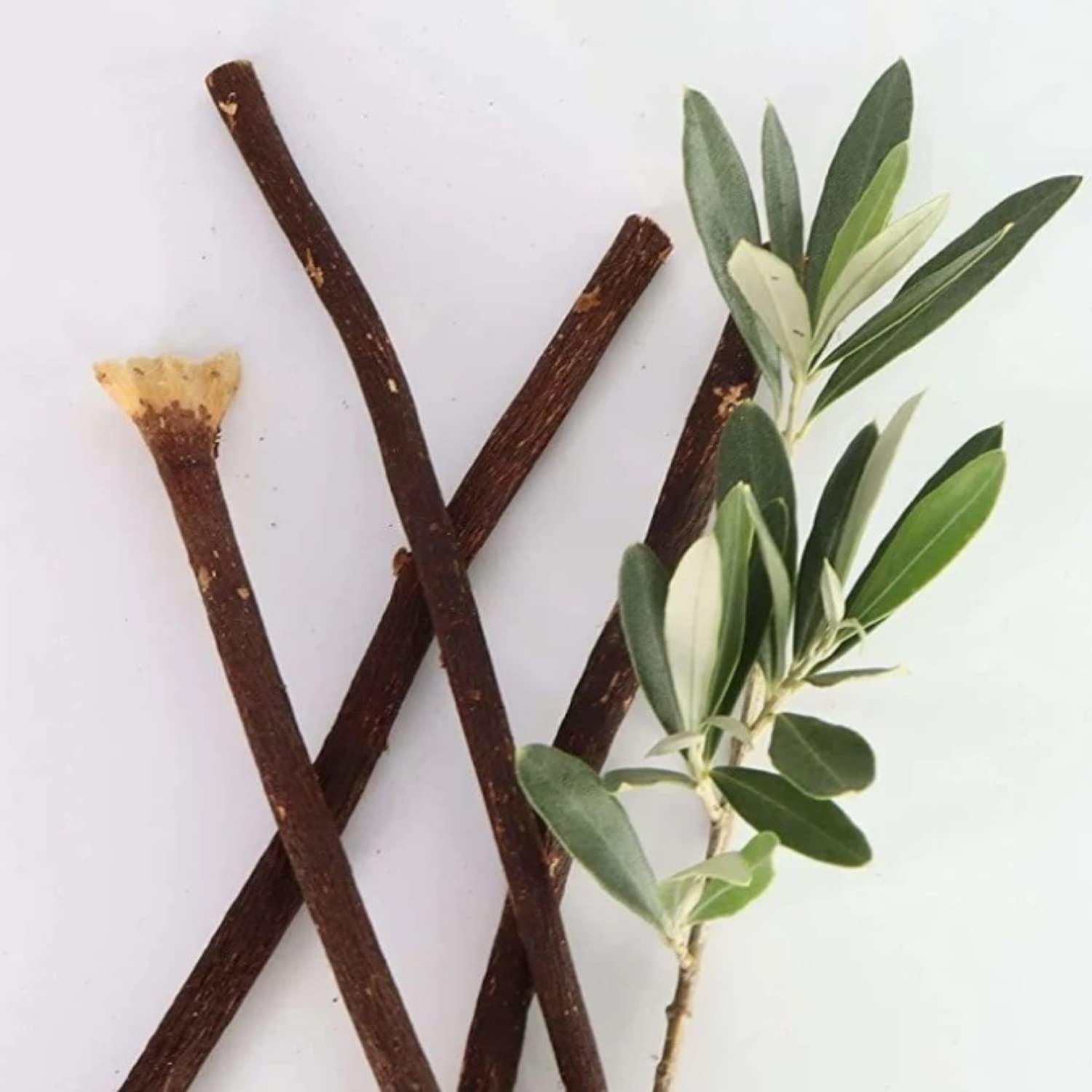 Generic Olive Natural Tooth Brush 6 Miswak Sticks Family Pack (Tree Name Wild Olive) Aswad Miswak or Zaitoon Siwak Healthy Product