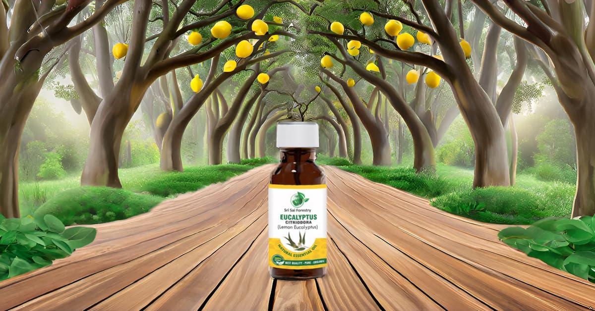 SRI SAI FORESTRY SRI SAI FORESTRY Eucalyptus Citriodora Oil (Lemon Eucalyptus) 50ml for Fresh, Citrusy Fragrance