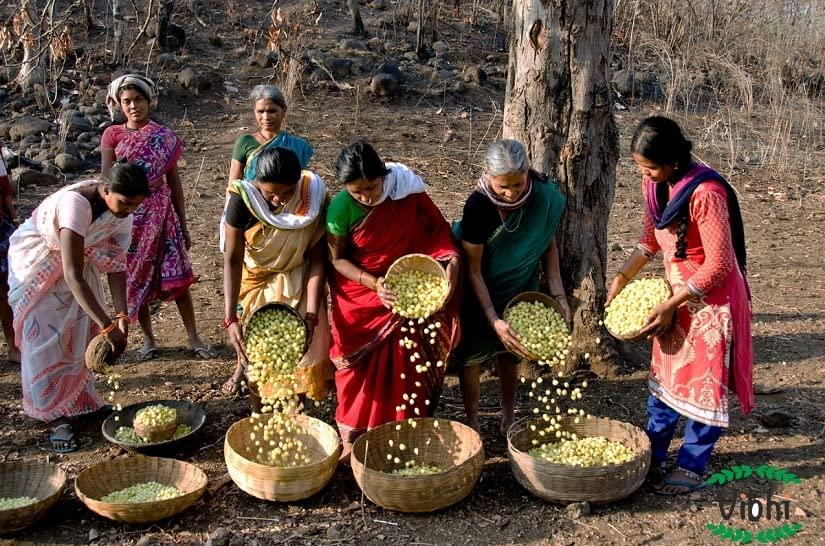 Vibhi Natural Loose Packed Mahua Madhuca Longifolia Illipe Ippa Vippa Dried Flower 500G