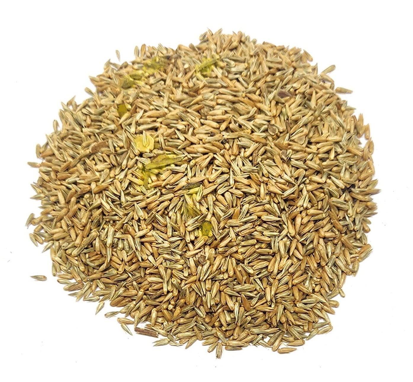 Sky Life Sky Life  Apamarga seed -Latjira beej - Chirchita beej - Prickly Chaff Flower Seed - apamarga beej - Apamarg beej - Apamarg k beej 100 Grm