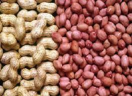 ZIRA ZIRA 02 Kg Natural Rural Producer Groundnut With Shell, Raw Peanut/Fresh Peanut- (Nuts 500 Grams, Packet of 04)