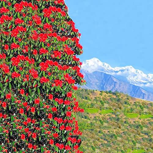 GITAGGED Uttarakhand Buransh CONCENTRATE SUGAR FREE (Sanjeevini Flower) 1Litre GiTAGGED