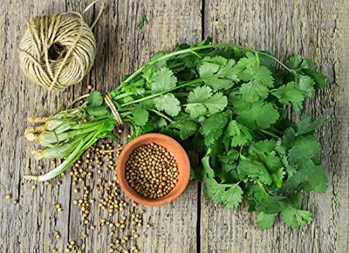 Golden Hills Farm Golden Hills Farm Hybrid Coriander/Dhaniya/Kothamalli 500+ seeds